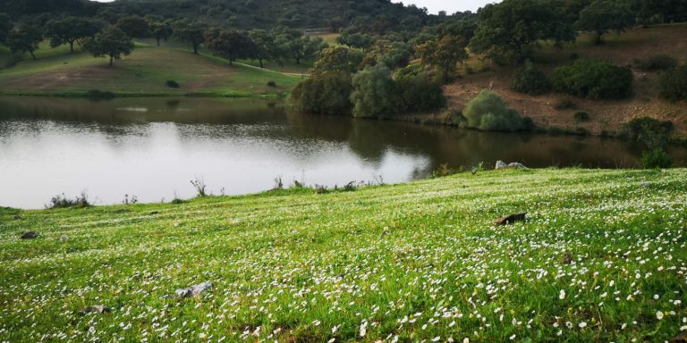 tirada de patos como experiencia cinegética en la dehesa