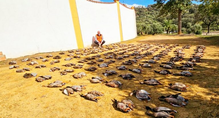 tirada de patos en plena naturaleza en Dehesa La Rejaquera