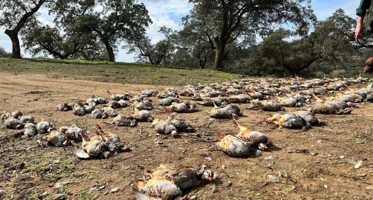 caza del pato en Dehesa La Rejaquera, experiencia exclusiva